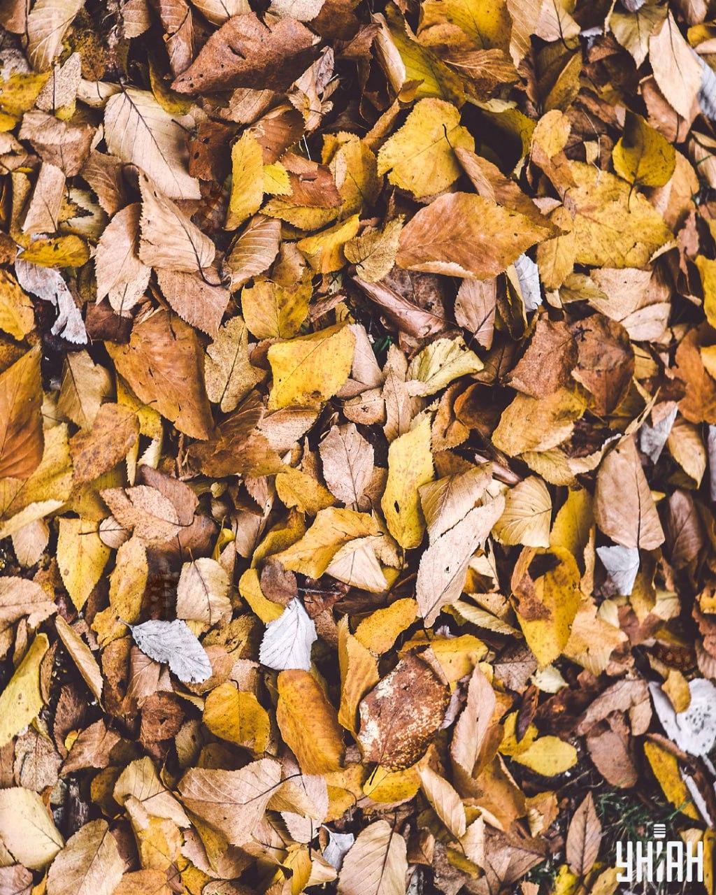 Atrodi bruņurupučus starp lapām / Moje kolāža