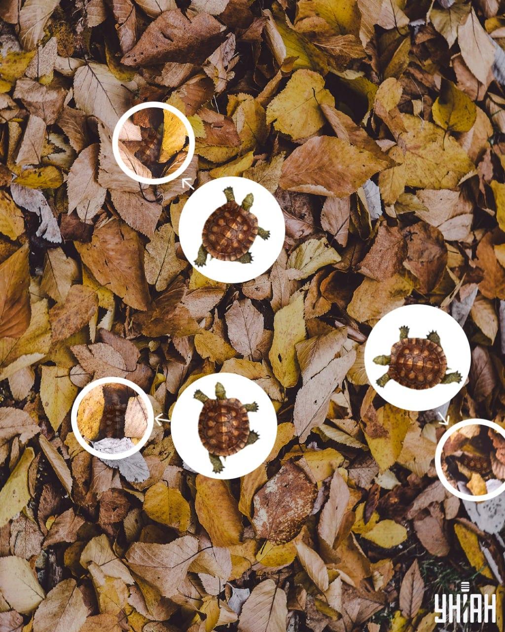 Bruņurupuču čaulas var viegli sajaukt ar dzeltenām lapām / kolāža Moje