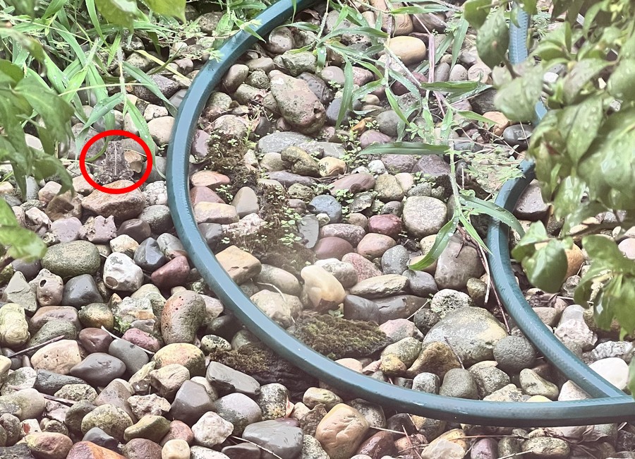 Optiskās ilūzijas atklāšana