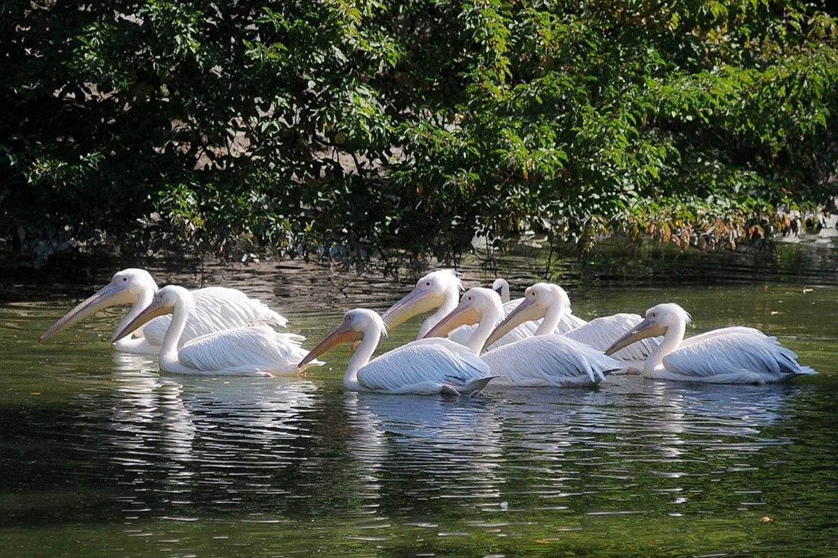 Nepieciešamas mazāk nekā 10 sekundes, lai atrastu putnu, kas atšķiras no pārējiem / Moje kolāža
