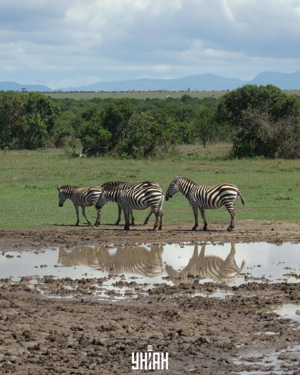 Suni ir nepieciešams atrast laikā / kolāža ar Moje foto