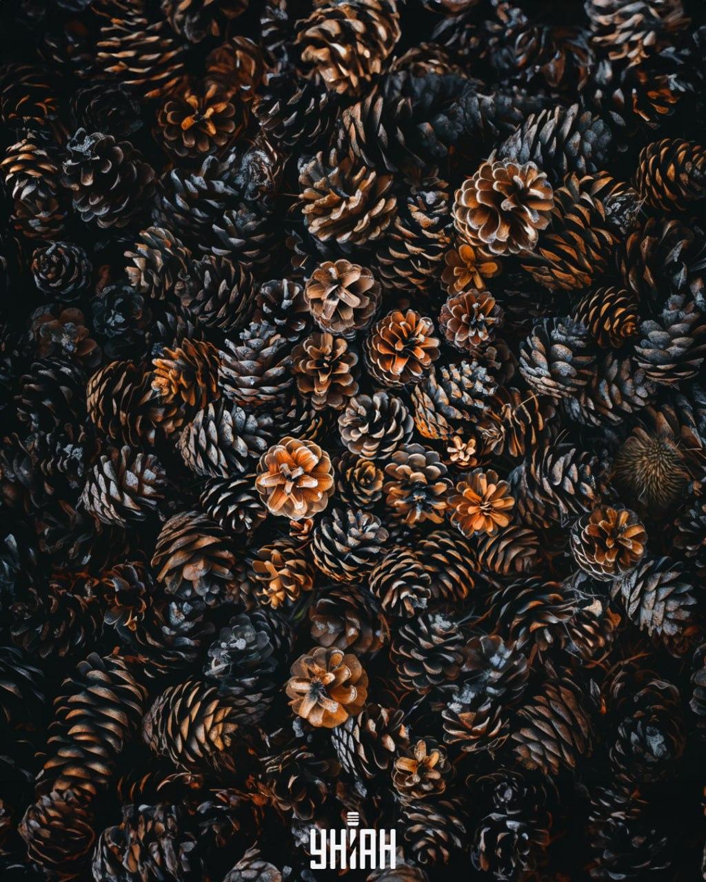 Starp čiekuriem jāatrod ezis / Moje kolāža