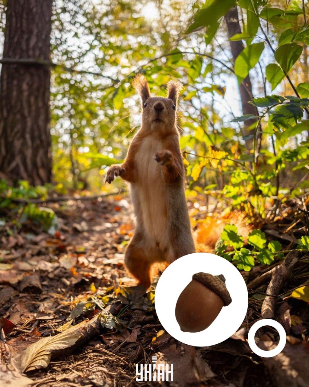 Ērce atradās optiskās puzles apakšā / kolāžā ar Moje fotoattēlu.