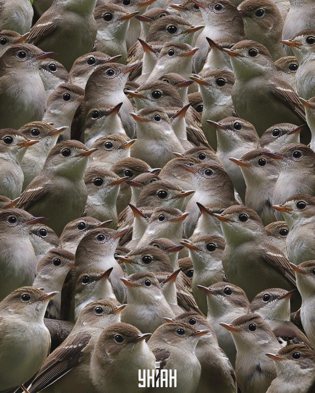 Jums jāmeklē zvirbulis starp lakstīgalām / Moje kolāža