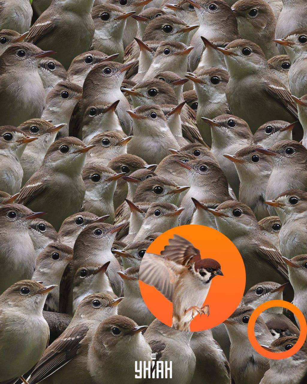 Zirbulis atradās puzles apakšā / Moje kolāža