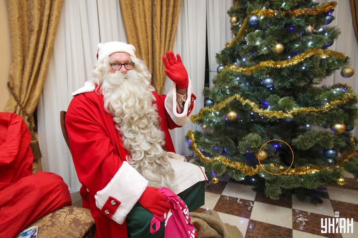 Kaķis slēpās starp Ziemassvētku eglītes zariem / kolāža ar Moje foto