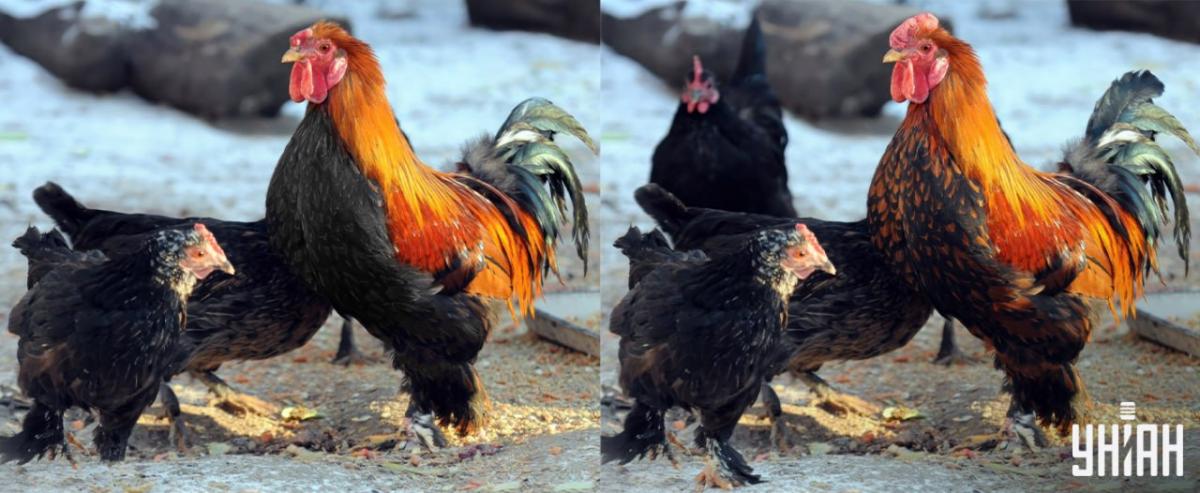 Atrodi visas atšķirības 15 sekundēs / Moje kolāža