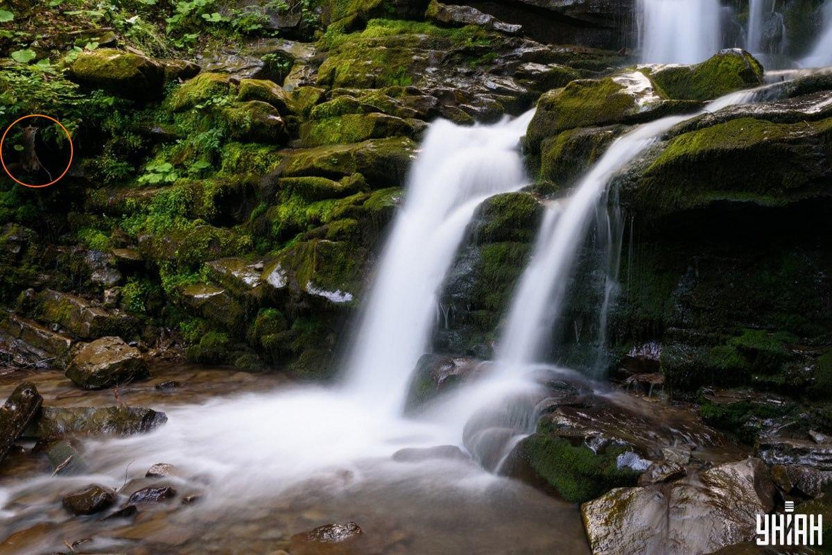 Atbilde uz mīklu ar lapsu - kur tieši slēpjas dzīvnieks / Moje kolāža, Moje foto