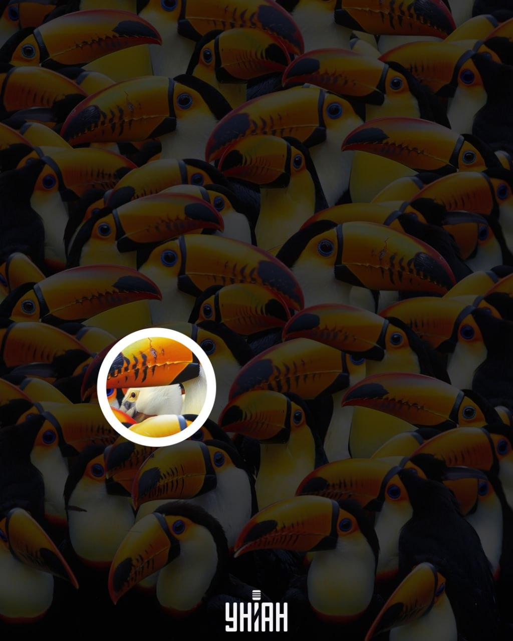 Pelikāns atradās attēla centra tuvumā / Moje kolāža