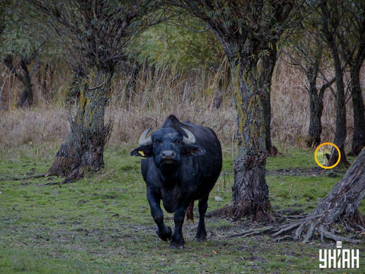 Putns atradās puzles kreisajā pusē / Moje foto kolāža