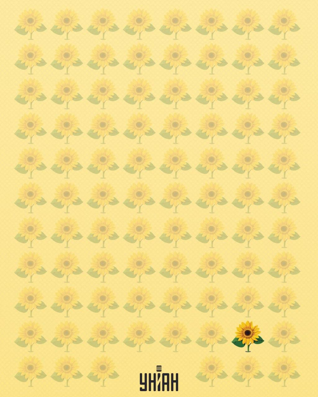 Saulespuķe, kurai trūka ziedlapiņas, tika saukta par dīvainu / Moje kolāža