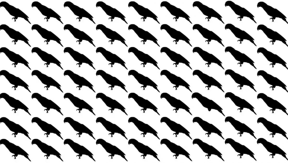 Tikai 5 % cilvēku 10 sekunžu laikā atradīs papagaili šajā optiskajā ilūzijā.