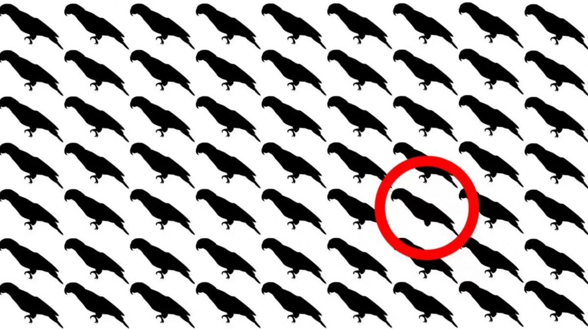 Tikai 5% cilvēku 10 sekunžu laikā atradīs papagaili šajā optiskajā ilūzijā.