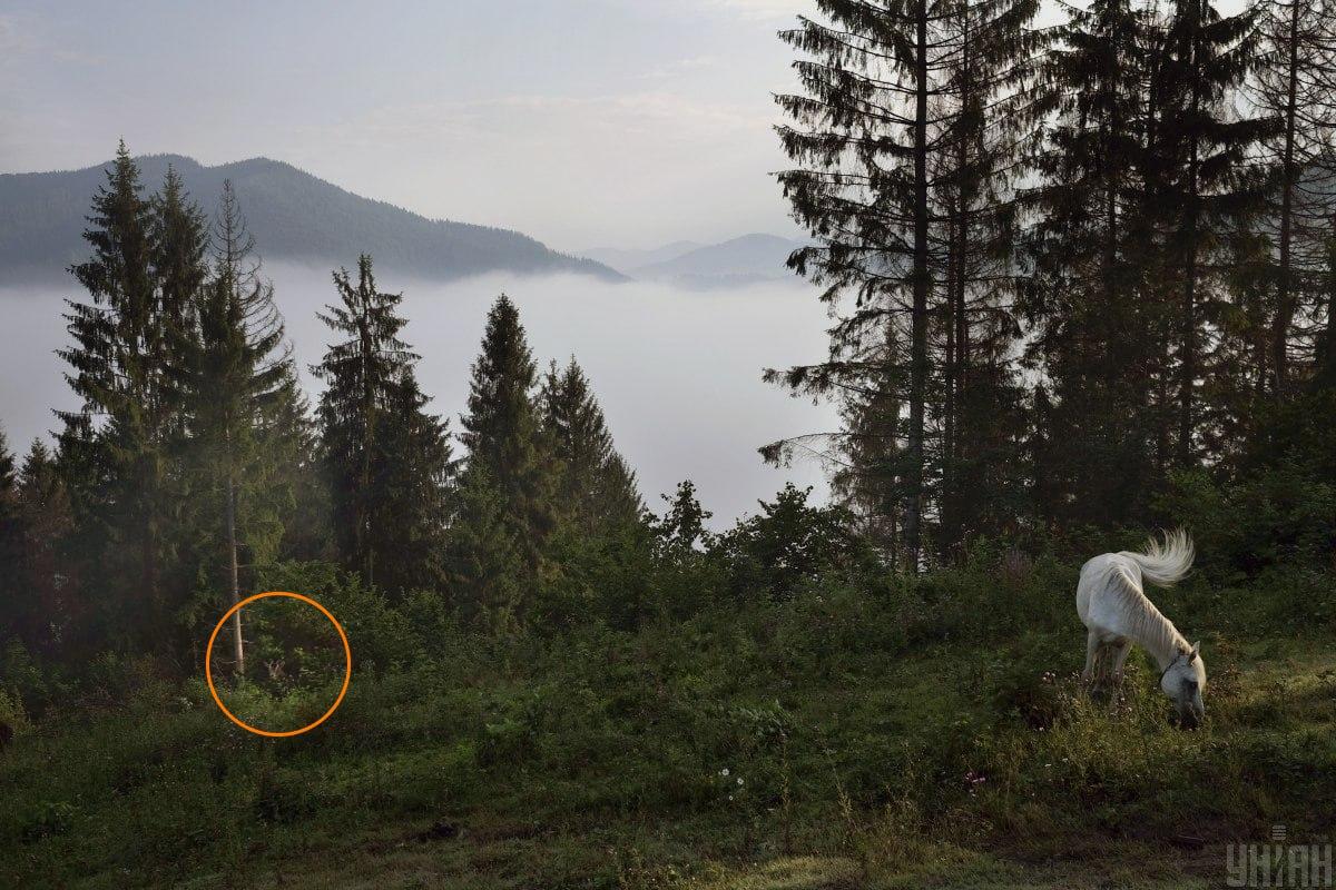 Kaza slēpās zaļumos / kolāža ar Moje foto