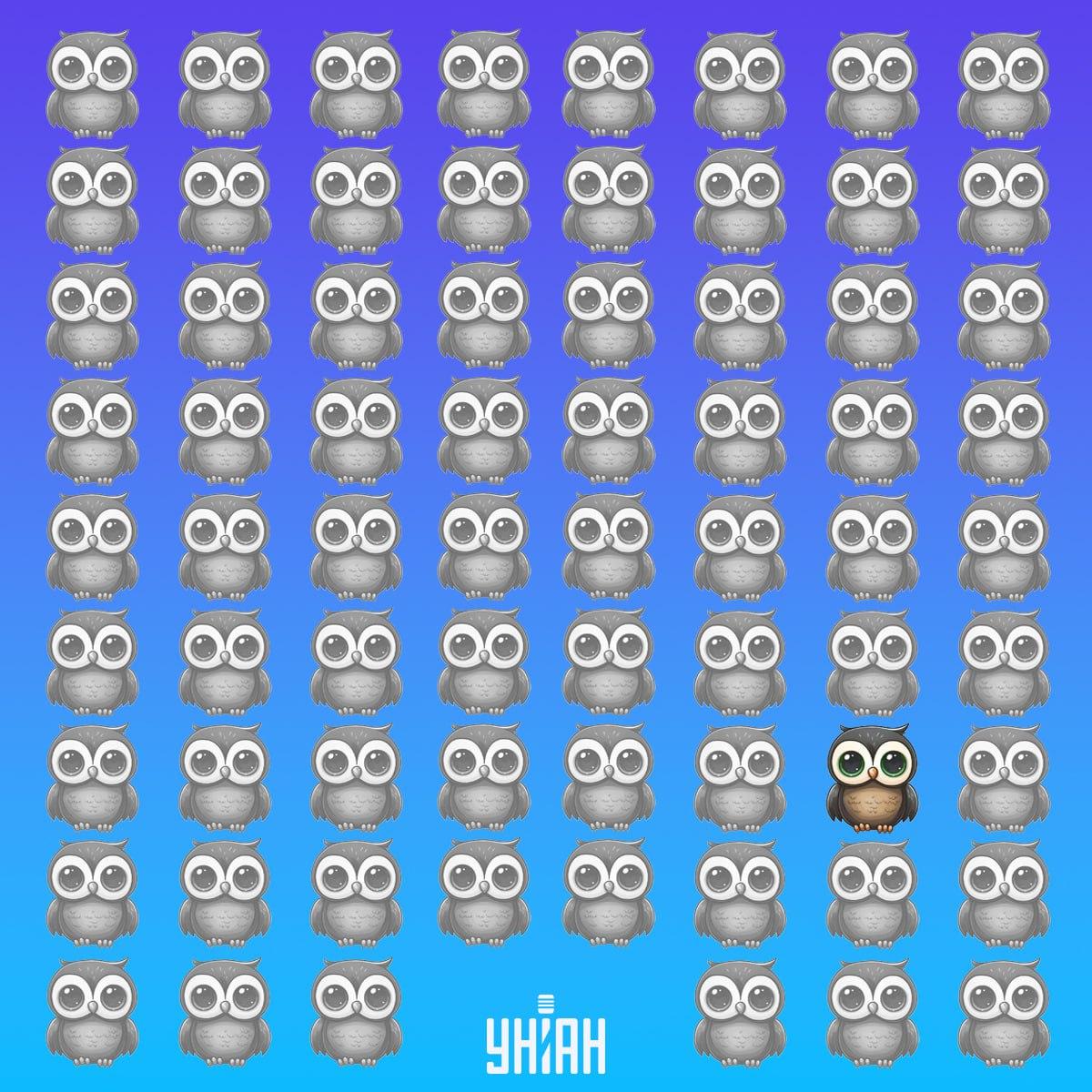 Unikālā pūce atradās attēla apakšā pa kreisi / Moje kolāža