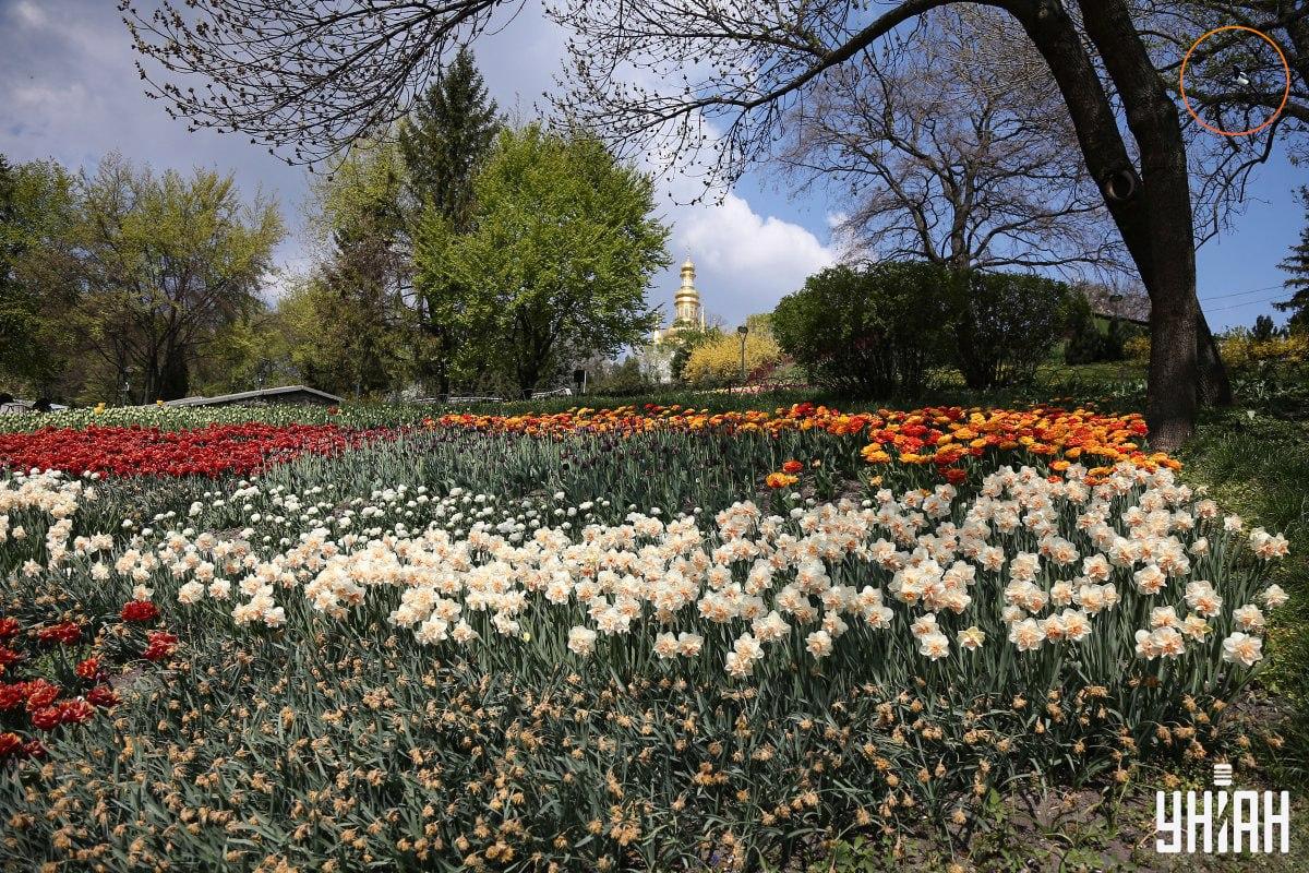 Putns sēdēja uz koka zara / Moje kolāža