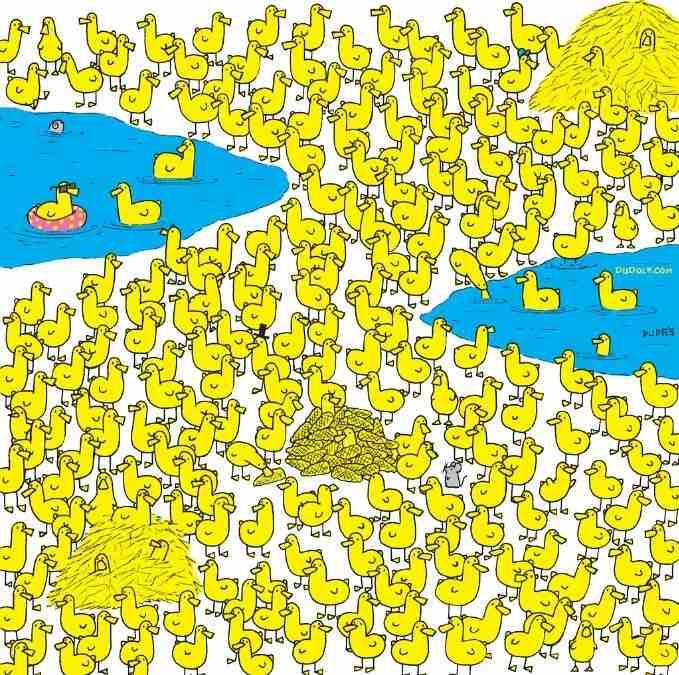 Tikai gudrākie 8 sekunžu laikā atradīs vistu starp pīlēniem: jauna mīkla / Gergely Dudas attēls.