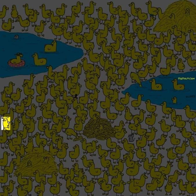 Tikai gudrākie 8 sekunžu laikā atradīs vistu starp pīlēniem: jauna mīkla / Gergely Dudas attēls.