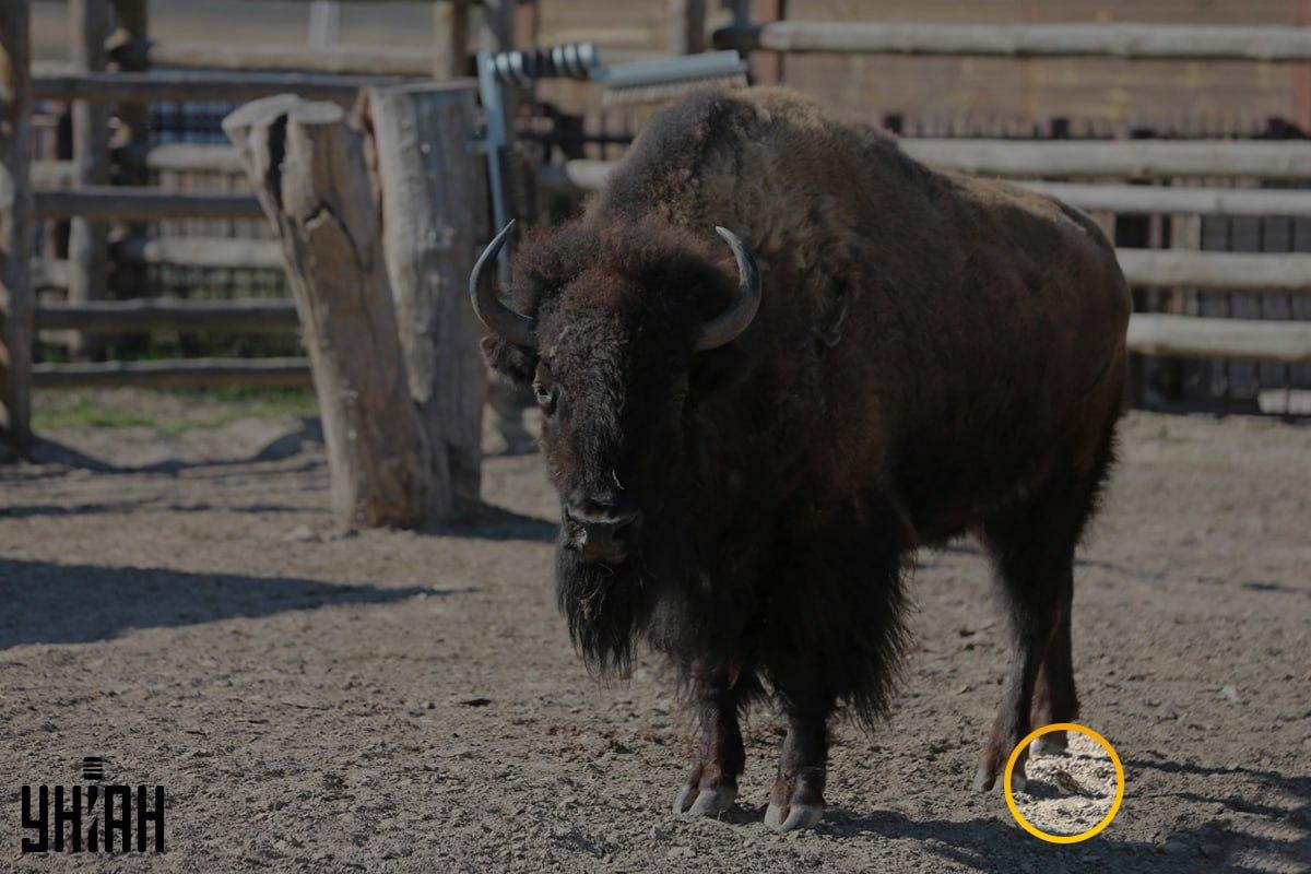 Zirbulis atradās netālu no attēla kreisā stūra / kolāža no Moje foto