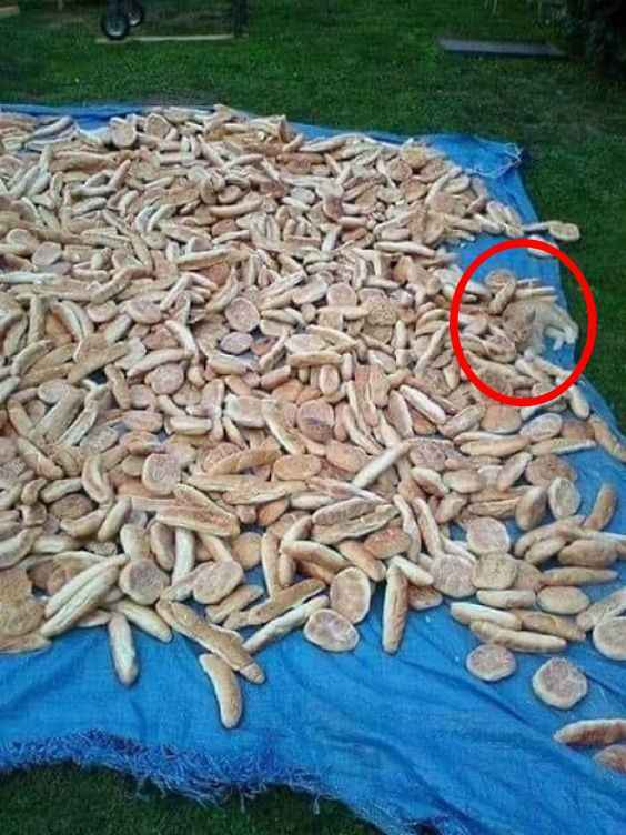 Optiskā ilūzija cilvēkiem ar ērgļa redzi: tikai ģēniji atrod kaķi 5 sekundēs