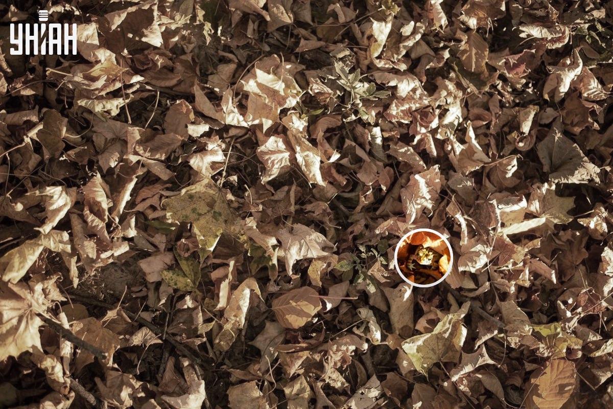 Varde atradās attēla kreisā apakšējā stūra tuvumā / kolāža ar Moje fotoattēlu