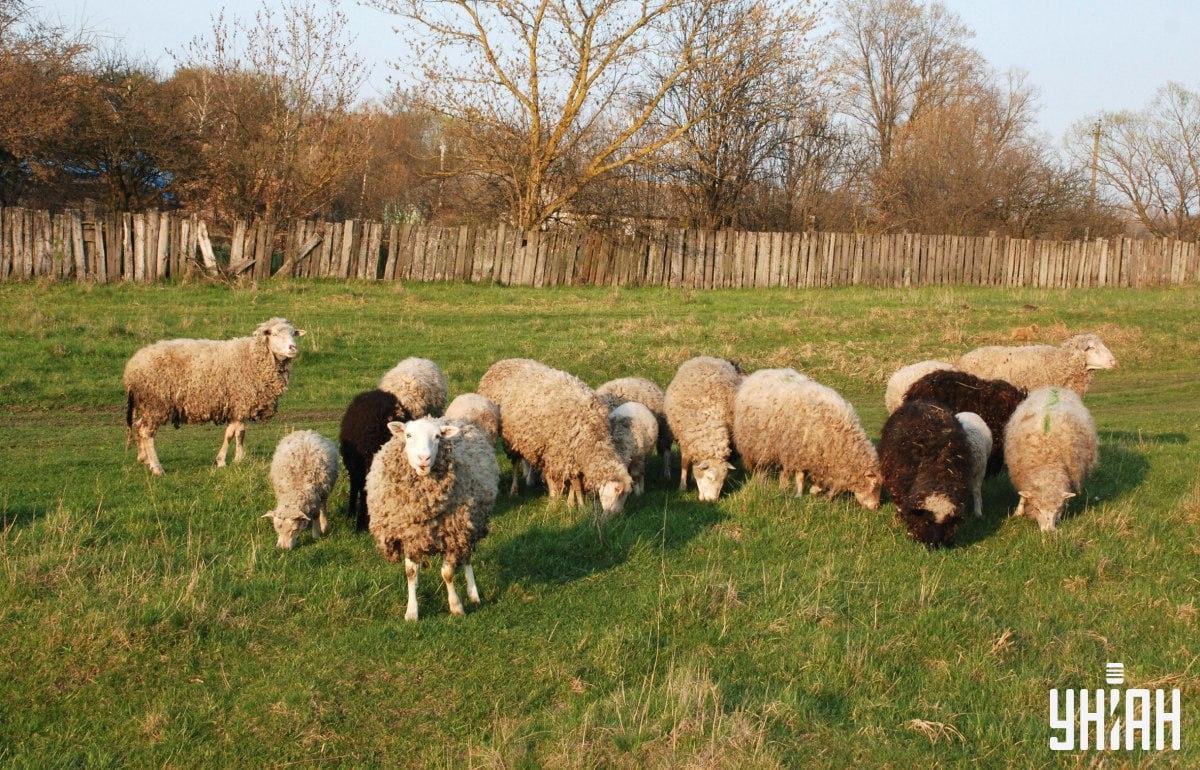 Atrodi suni mazāk nekā 10 sekundēs / kolāža ar Moje foto