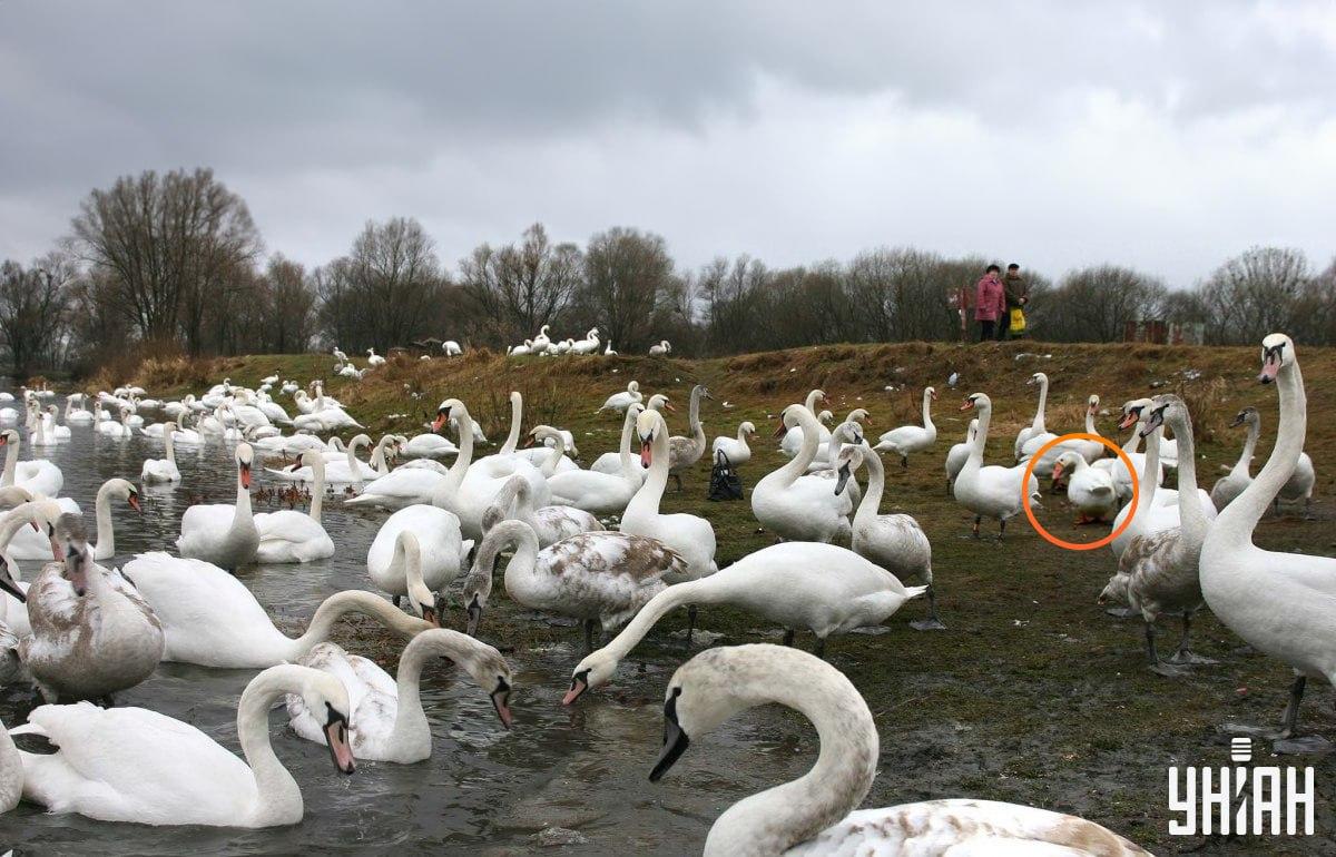Zoss atrodas netālu no attēla centra / kolāža ar Moje foto