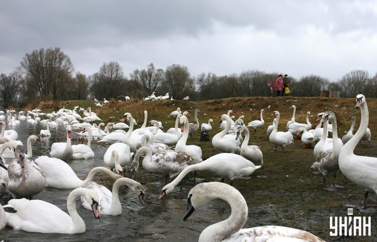 Atrodi zosu starp gulbjiem laikā / kolāža ar Moje foto