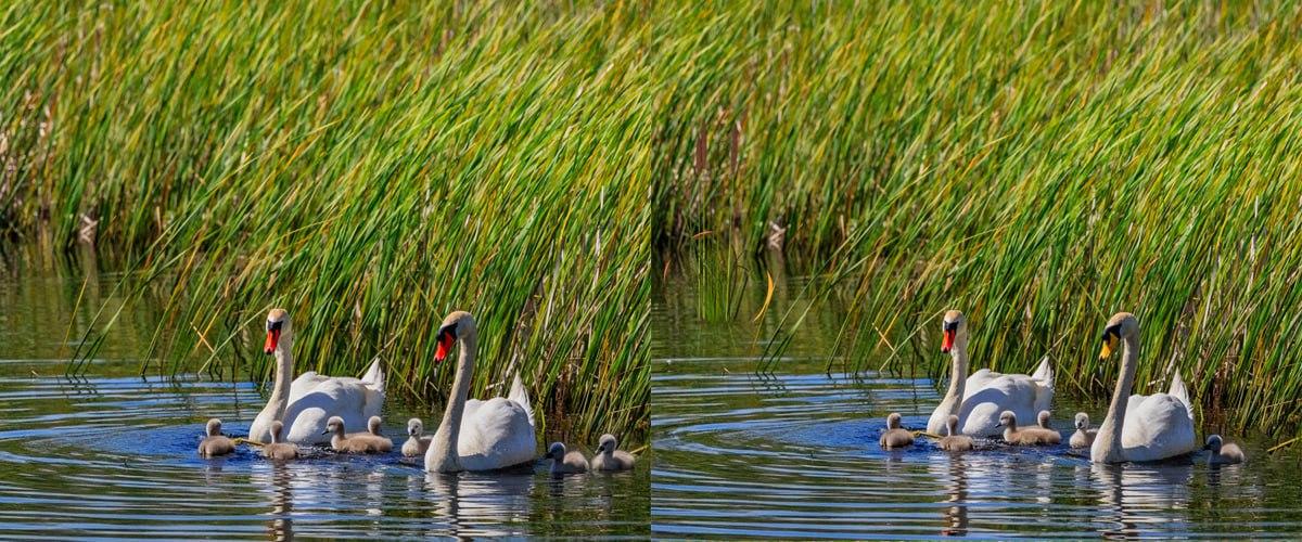 Ļoti ātri atrodi atšķirības starp attēliem / kolāžu Moje