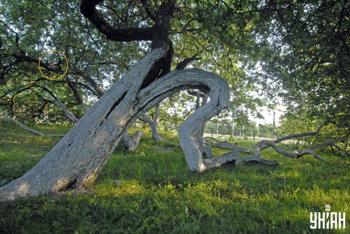 Mūsu kaķis guļ uz koka zariem / Moje kolāža