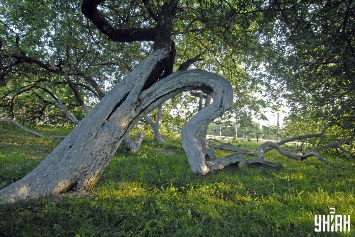 Dzīvnieks var atrasties jebkurā attēla daļā / Moje Collage