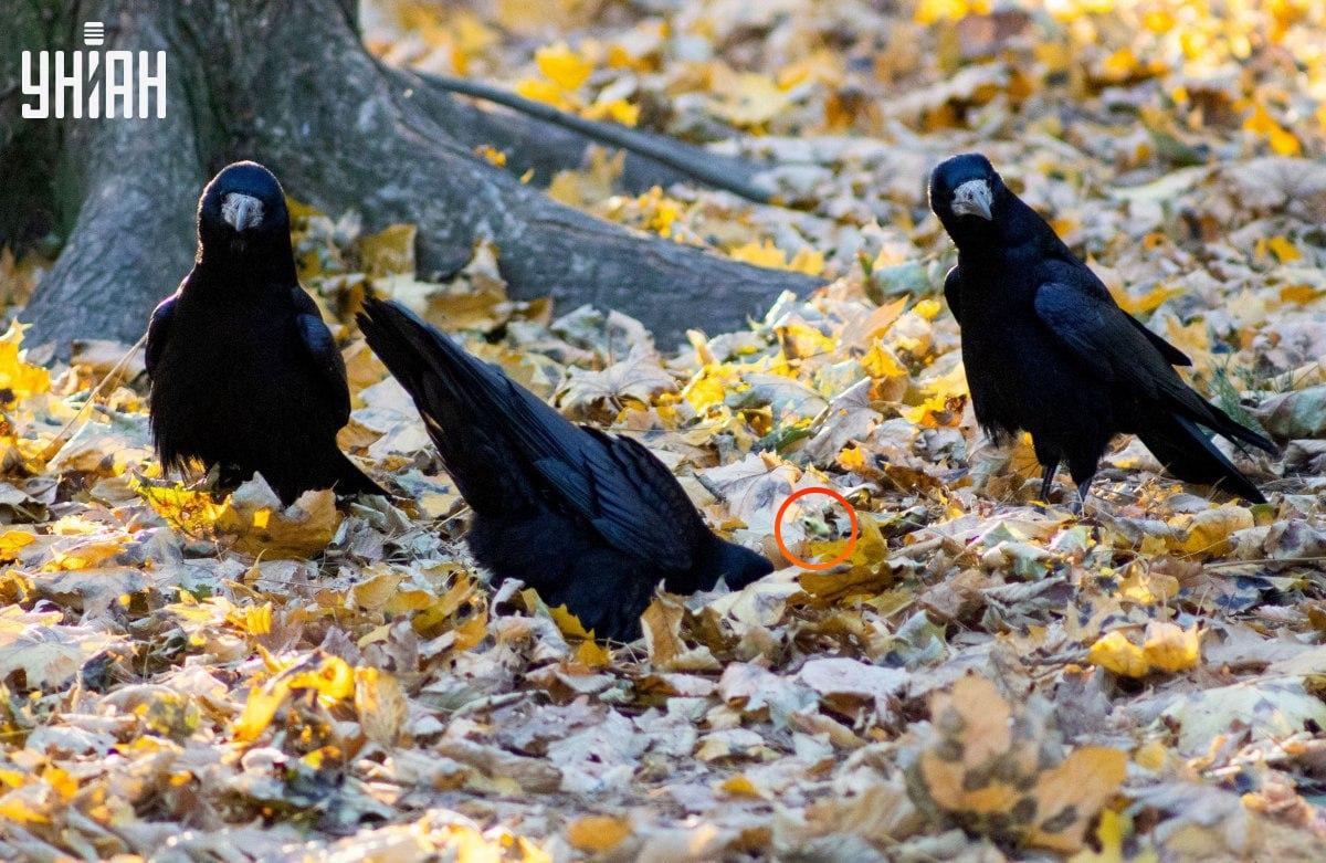 Varde atradās gandrīz puzles centrā / kolāža no Moje foto