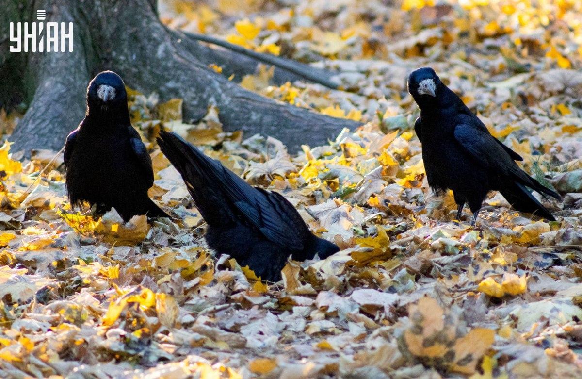 Ļoti ātri atrodi vardi attēlā / kolāžā ar Moje fotoattēlu.