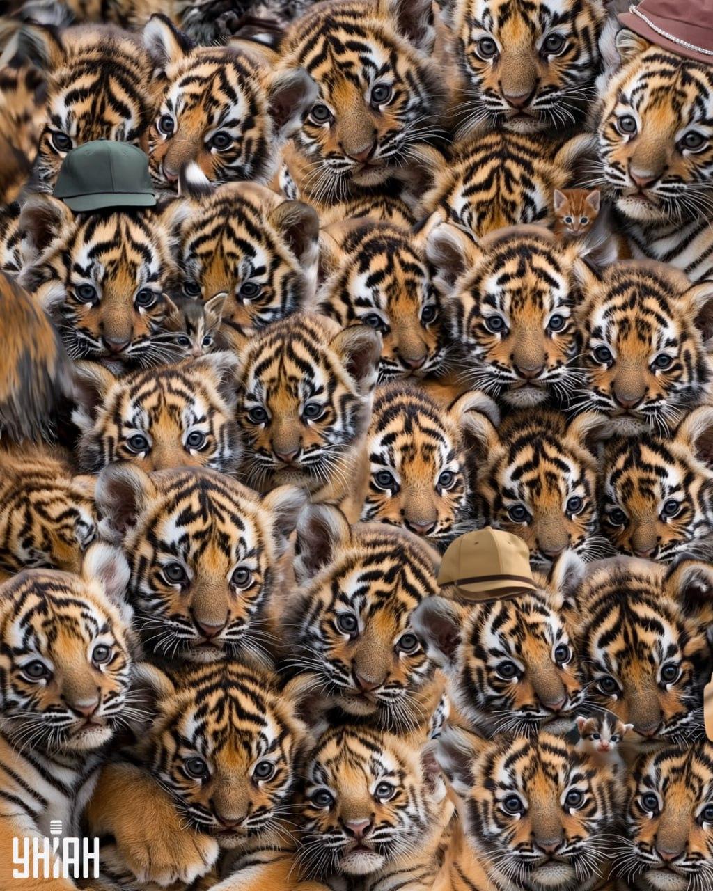 Atrodi trīs kaķēnus starp tīģeriem / Moje