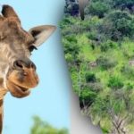 Atrodiet visus attēlā redzamos dzīvniekus 10 sekunžu laikā: mīklu, ko