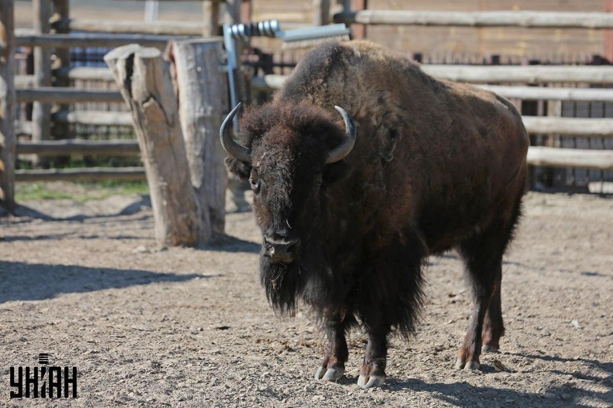 Mēģini atrast zvirbuli uz puzles laikā / kolāža ar Moje foto