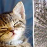 Ikviens redz pāvu, un tikai cilvēki ar augstu IQ 10 sekunžu laikā atradīs kaķēnu: dīvaina ilūzija. Ikviens redz pāvu, un tikai cilvēki ar augstu IQ 10