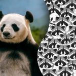 Ilūzija visuzmanīgākajiem: tikai daži spēs atrast pandu starp jenotiem. Ilūzija visuzmanīgākajiem: tikai daži spēs atrast pandu starp jenotiem.