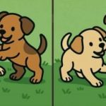 IQ tests: 51 sekundē atrodiet 3 atšķirības divu kucēnu attēlos. IQ tests: 51 sekundē atrodiet 3 atšķirības divu kucēnu attēlos.