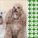 Jums ir jābūt ērgļa acīm, lai 10 sekunžu laikā atrastu