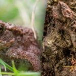 Ļoti sarežģīta līmeņa optiskā ilūzija: attēlā ir jāredz varde. Ļoti sarežģīta līmeņa optiskā ilūzija: attēlā ir jāredz varde.