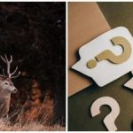 Mīklu asākajām acīm: tikai daži atradīs briedi 10 sekunžu laikā.