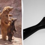 Nepieciešams atrast kaķi zooloģiskajā dārzā 7 sekunžu laikā: ļoti izaicinoša puzzle spēle Nepieciešams atrast kaķi zooloģiskajā dārzā 7 sekunžu laikā: ļoti izaicinoša