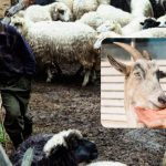 Pārbaudiet savu IQ 10 sekundēs: jautra optiskā ilūzija gudrajiem Pārbaudiet savu IQ 10 sekundēs: jautra optiskā ilūzija gudrajiem