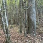 Rebuss tiem, kam ir lieliska redze: 5 sekunžu laikā jāatrod