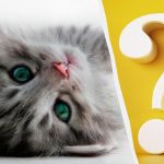 Tikai cilvēki ar augstu IQ 10 sekunžu laikā pamanīs kaķi