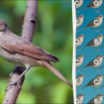 Tikai cilvēki ar ērgļa acīm var atrast vārdu "lakstīgala" 12 sekunžu laikā: sarežģīta puzzle spēle Tikai cilvēki ar ērgļa acīm var atrast vārdu “lakstīgala” 12