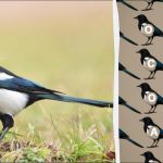 Tikai īsts ģēnijs varētu atrast vārdu "magpie" 9 sekundēs: pārsteidzoša puzzle spēle. Tikai īsts ģēnijs varētu atrast vārdu “magpie” 9 sekundēs: pārsteidzoša