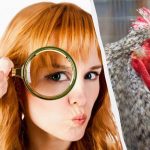 Tikai izcils detektīvs 15 sekunžu laikā atradīs 5 atšķirības: ļoti interesanta puzzle spēle. Tikai izcils detektīvs 15 sekunžu laikā atradīs 5 atšķirības: ļoti