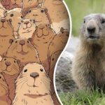 Tikai retais nojautīs: jums 5 sekunžu laikā starp daudzām kapibarām